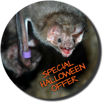 special Halloween offer