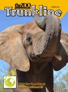 image - Trunkline, spring 2016, great head shot of mickey, african elephant, displaying her ears and trunk, party for the planet w/image of leaves
