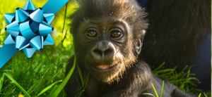 Baby Gorilla adopt winter 2016