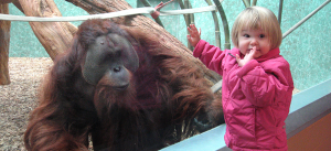 child encounters an orangutan