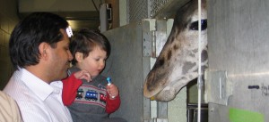 Giraffe and Child at Louisville Zoo