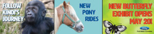 Home Page Header for Kindi's Journey, Pony Rides and Butterfly Exhibit Coming Soon