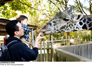 Giraffe feeding at Louisville Zoo