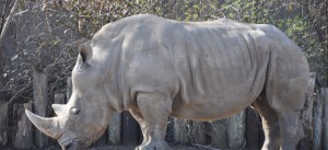 Rhino at the Louisville Zoo