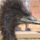 Emu at the Louisville Zoo