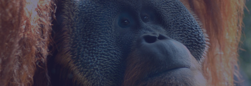 Orangutan at Louisville Zoo