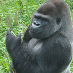 photo - side body/head shot of cecil, the gorilla, looking at something, large forehead, small deep set eyes, shoulder/arm show how muscular/strong he is