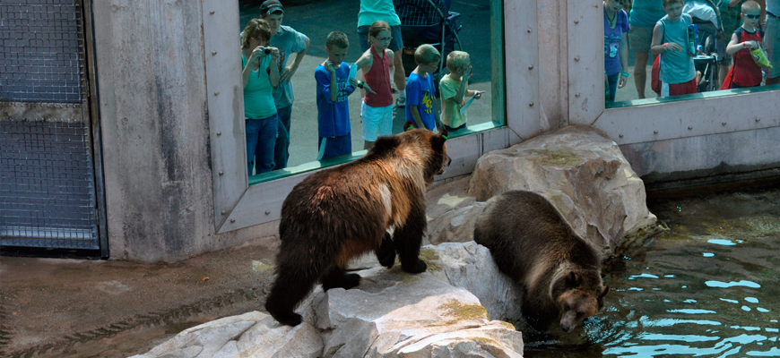 Grizzly bears at the Louisville Zoo