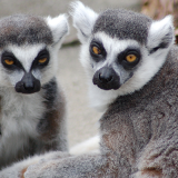 two ring tailed lemurs
