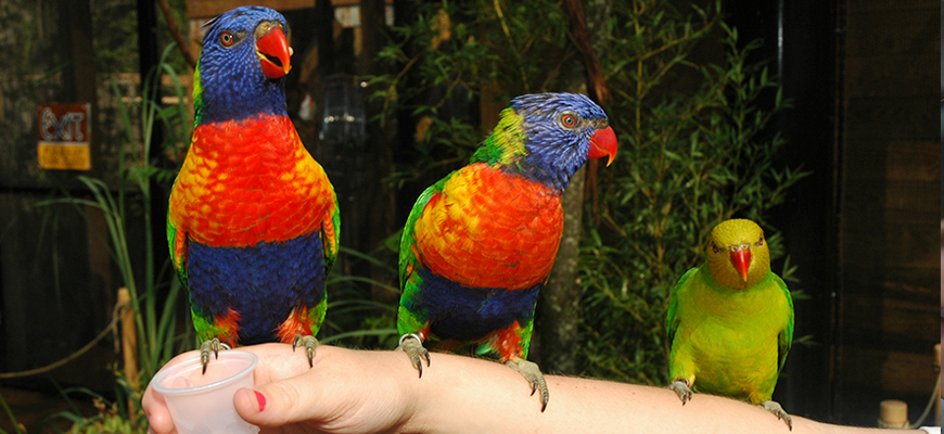 Lorikeets resting on an arm