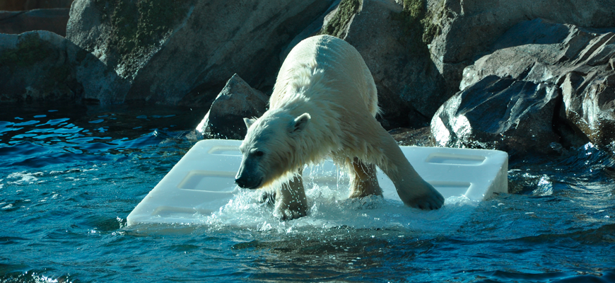 Polar bear Qannik plays in the water