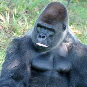 photo - head/body shot of kicho (?) very large gorilla, large forehead, with small deep set eyes, very muscular body frame, shows just how strong he is, facial expression is one of interest, maybe?