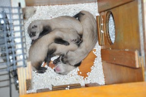 Black-footed ferret kits sleeping