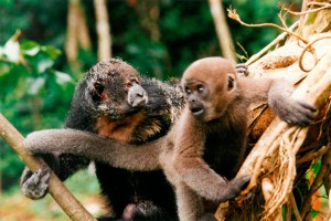 This young woolly monkey was saved from the “cooking pot” and is interacting with a rescued saki monkey.