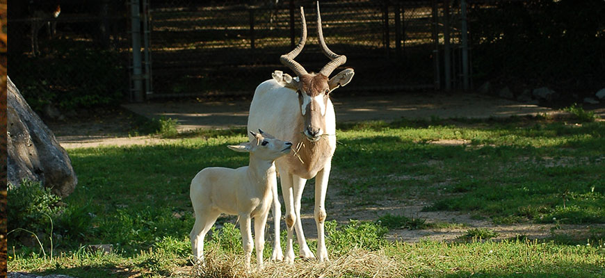 Addax at the Louisville Zoo