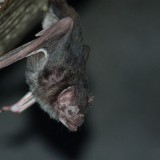 Bat at the Louisville Zoo