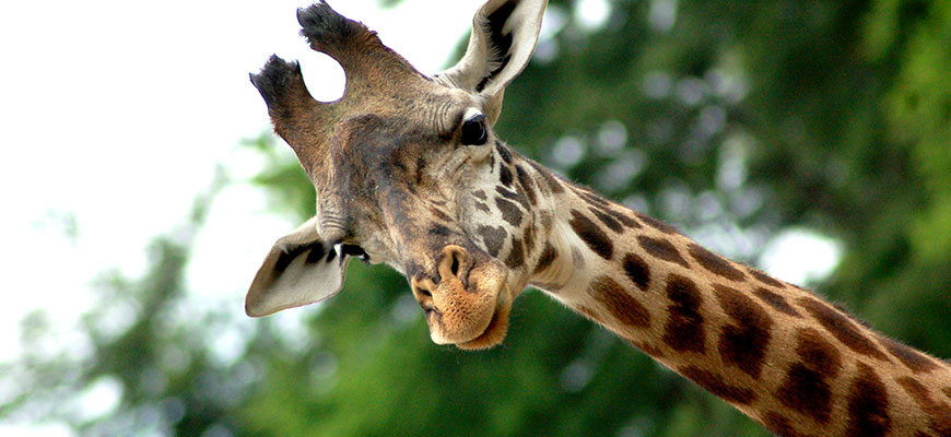 Giraffe at the Louisville Zoo