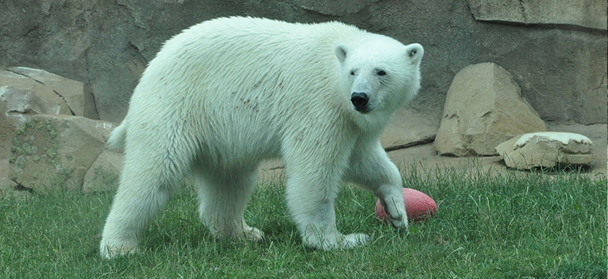 Polar Bear at the Louisville Zoo