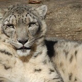 Snow Leopard at the Louisville Zoo