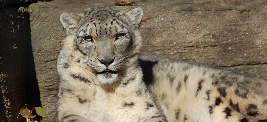 Snow Leopard at the Louisville Zoo
