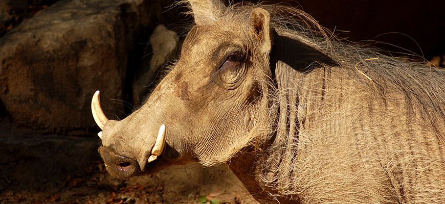 Warthog at the Louisville Zoo