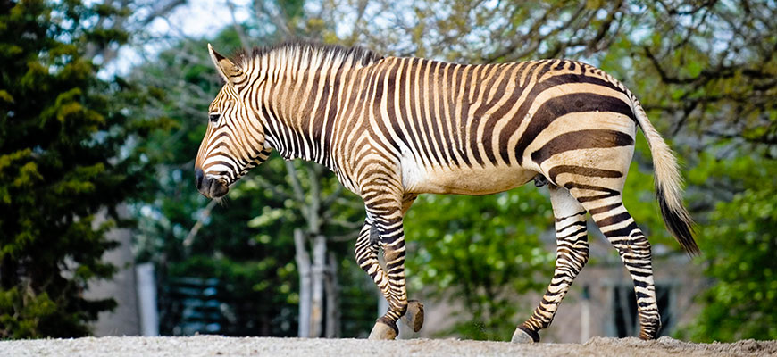 Zebra at the Louisville Zoo
