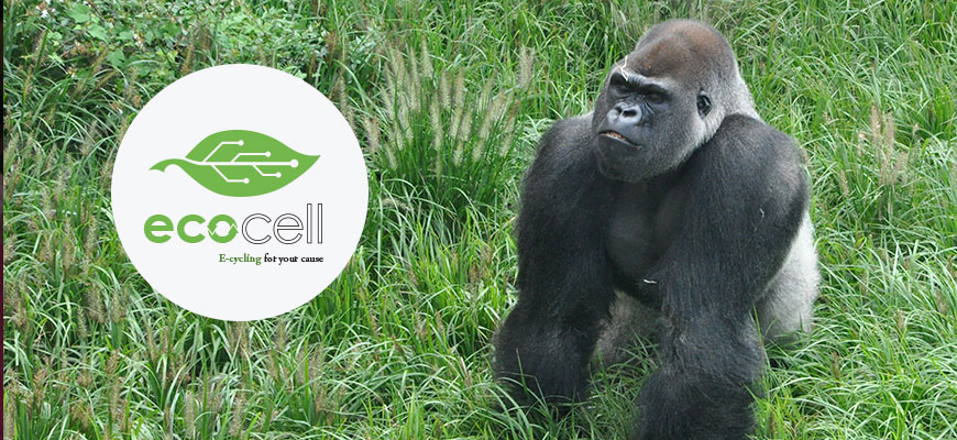 Ecocell and Gorillas