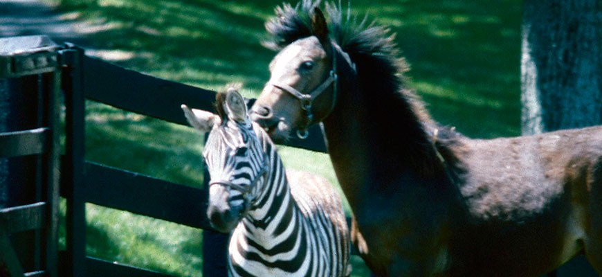 Zebra and Horse