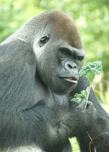 Bengati examines a piece of kale from his lunch (photo courtesy of Max Block)
