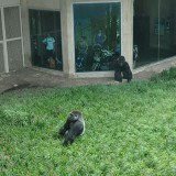 Gorilla at Louisville Zoo