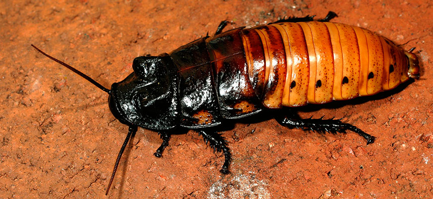 Hissing Cockroach at Louisville Zoo
