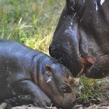 Pygmy Hippo at Louisville Zoo