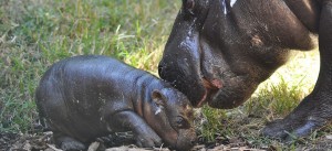 Pygmy Hippo at Louisville Zoo