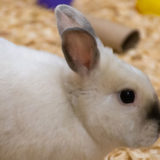 photo - domestic white rabbit, sideview, dark patch at nose area on face, sitting in shavings