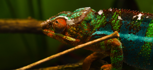 photo - Chameleaon side view of head and shoulder area, protruding red eye socket, variety of colors, with intricate designs all over its body, colors are browns on face, greens on head, shoulder, back, leg, red, blue, yellow outlines mouth