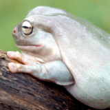 photo - white tree frog - side view of chubby frog - all white color, back looks grey, with white specks over all body, show one round protruding eye, mouth closed, one arm with two limb extensions, sitting on tree bark