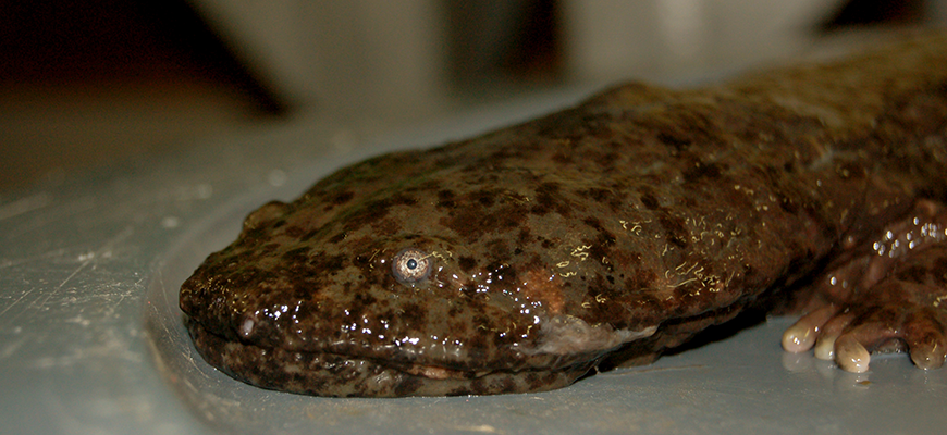 photo - hellbender lizard - face - brownish, black, wet looking colors, with 1 eye, and one sticky fingers hand, mouth is closed.