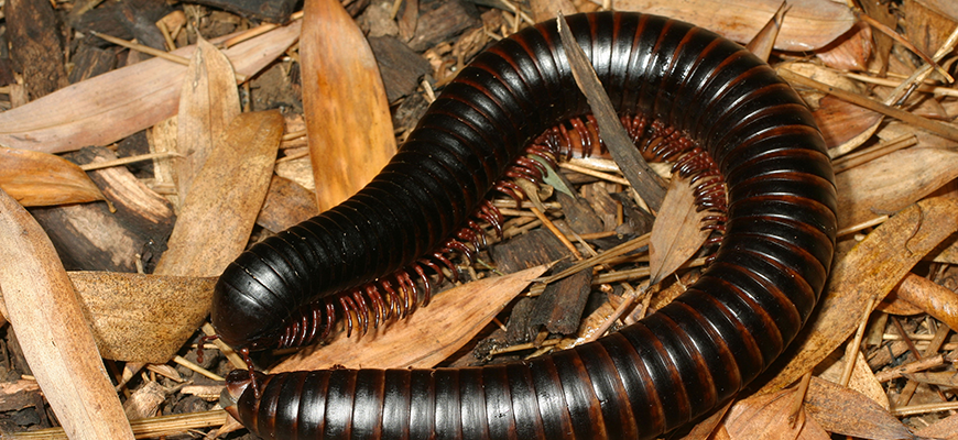 photo - Giant Millipede, all black with red rings and tiny reddish legs underneath said millipede, laying in leaves