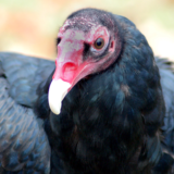 photo - Turkey Vulture - facing camera, head and body is black feather, face is grey, pink colors, tip of the bill is white.