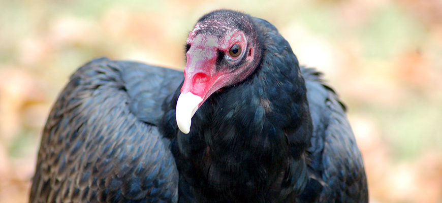 photo - Turkey Vulture - facing camera, head and body is black feather, face is grey, pink colors, tip of the bill is white.