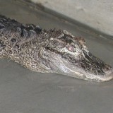 Chinese Alligator at the Louisville Zoo