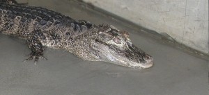 Chinese Alligator at the Louisville Zoo