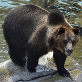 Brown Bear at the Louisville Zoo