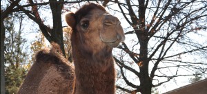 Camel at The Louisville Zoo
