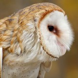 Barn Owl at the Louisville Zoo