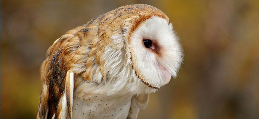 Barn Owl at the Louisville Zoo