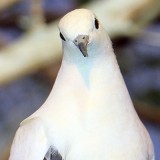Pied Imperial Pigeon at the Louisville Zoo