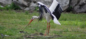White Stork at the Louisville Zoo