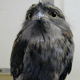 Tawny Frogmouth at the Louisville Zoo