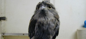 Tawny Frogmouth at the Louisville Zoo